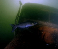   BLUE CAT FRESHWATER LAKE  